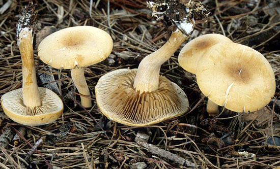 Agrocybe putaminum - Fungi species | sokos jishebi | სოკოს ჯიშები